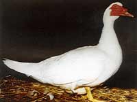 canard de barbarie
