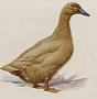 colvert