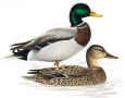 colvert